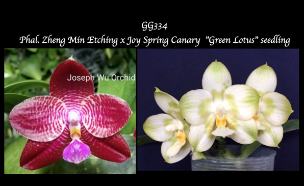 Phal. Zheng Min Etching x Joy Spring Canary  'Green Lotus'