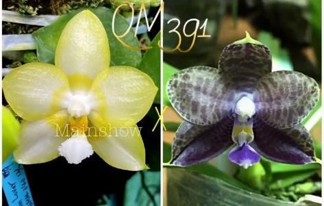 Phalaenopsis Yaphon Lover x Mituo Purple Dragon