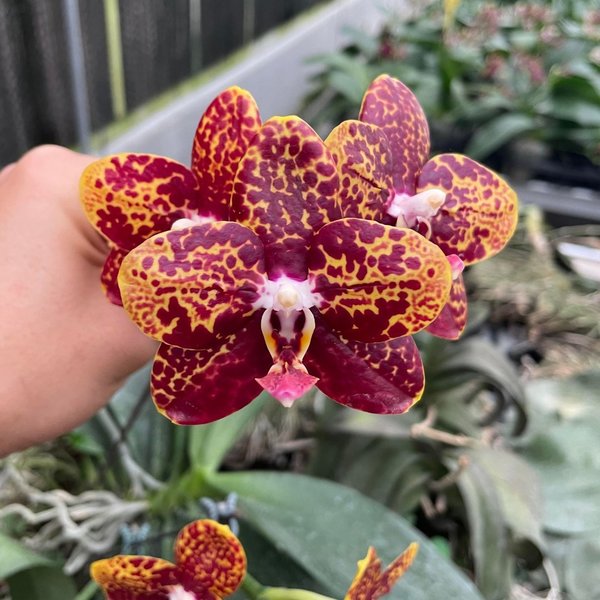 Phal. Chienlung Black Parrot (fragrance)