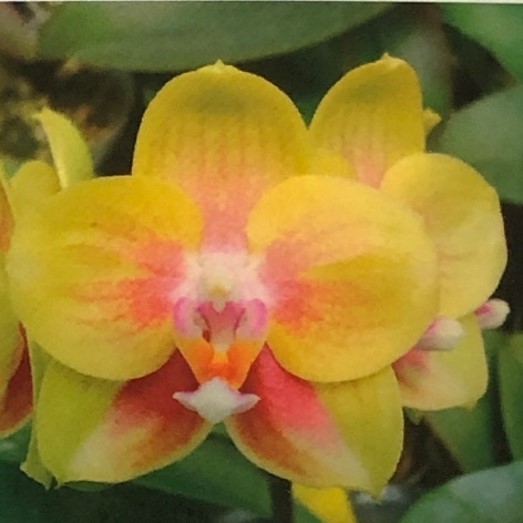 Phal. Mituo Bellina ‘MD’