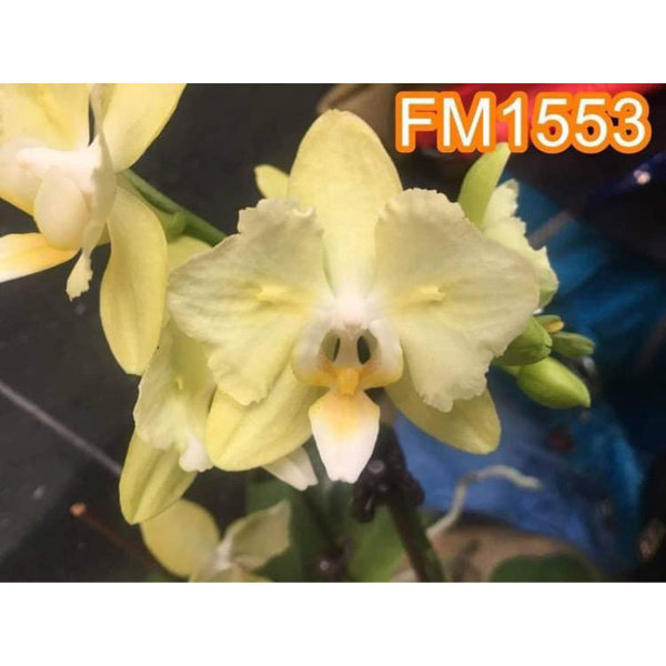 Phal. Fangmei Green Light 'FM-1553'