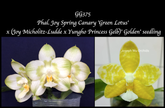 Phal. Joy Spring Canary 'Green Lotus’  x (Joy Micholitz-Ludde x Yungho Princess Gelb)’ Golden