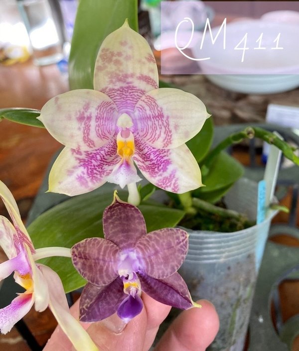 Phal. Mainshow Colourful large striat x Mituo Purple Dragon #2