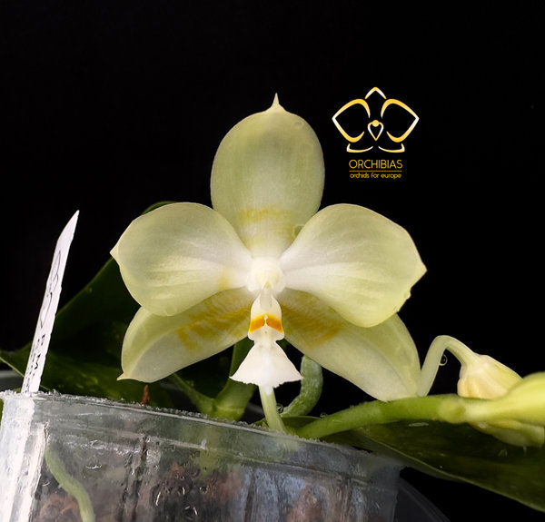 Phal. March Jewel x LD Java Canary #OR1