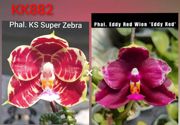 Phal. KS Super Zebra x Phal. Eddy Red Wine 'Eddy Red'