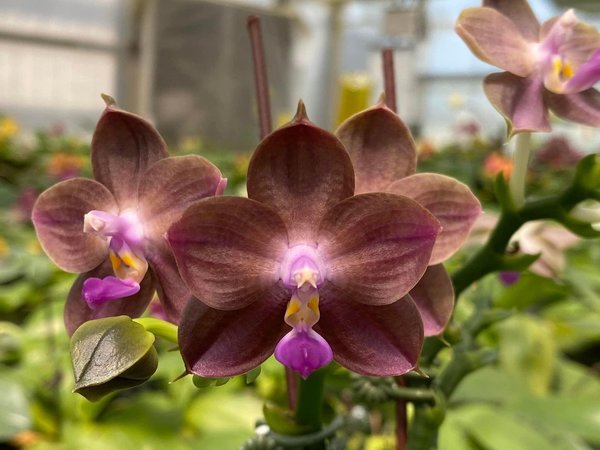 Phal. Mituo 24 Solar Terms 'Black Angel'