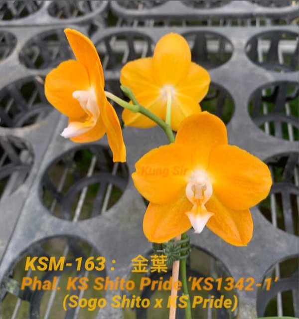 Phal. KS Shinto Pride 'KS1342-1'