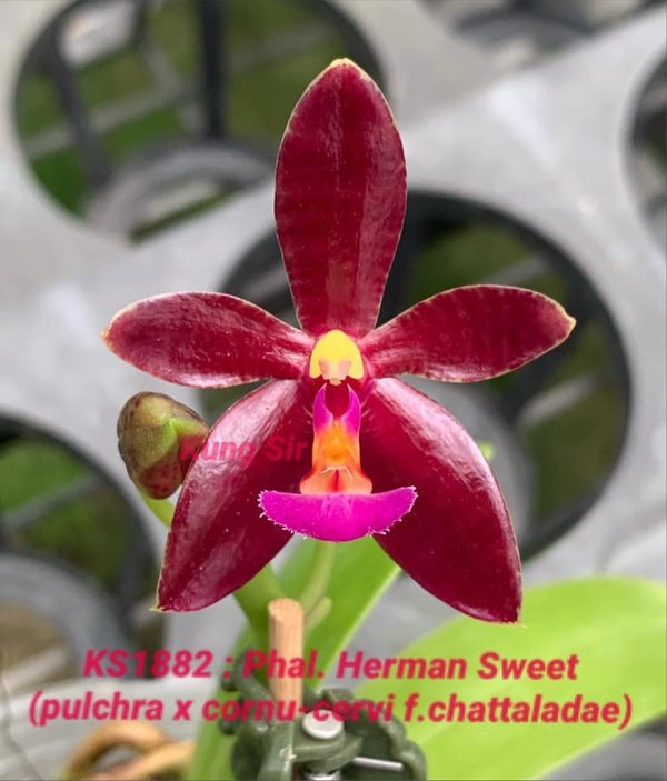Phal. Herman Sweet (pulchra x cornu-cervi f. chattaladae)