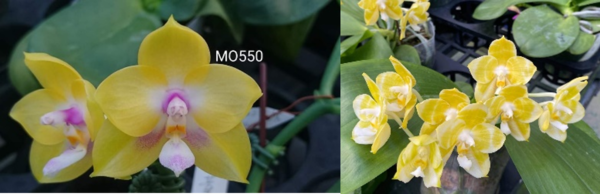 AMM75 P.Mituo Gelb Eagle ‘Oriole’ x Mituo Golden Tiger ‘Yellow Dragon’
