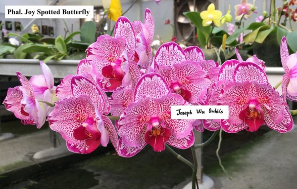 Phal. Joy Spotted Butterfly