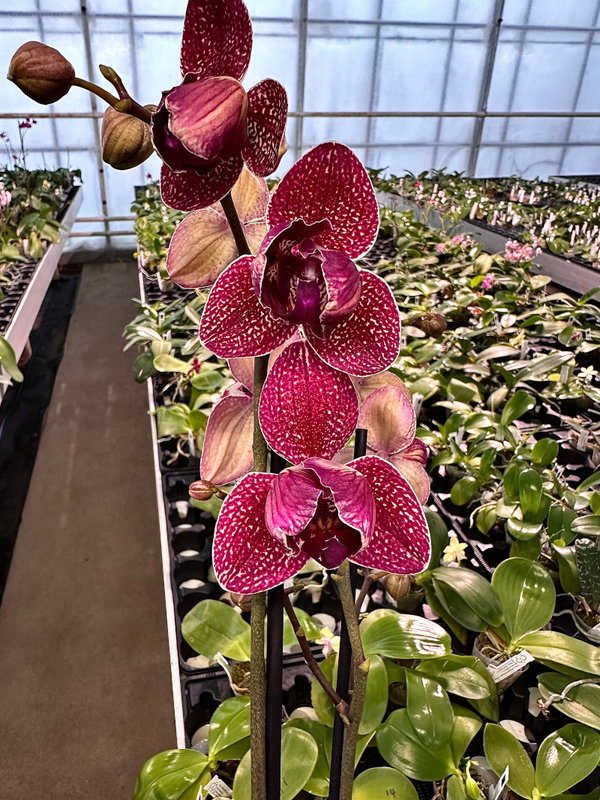 Phal. Special #04