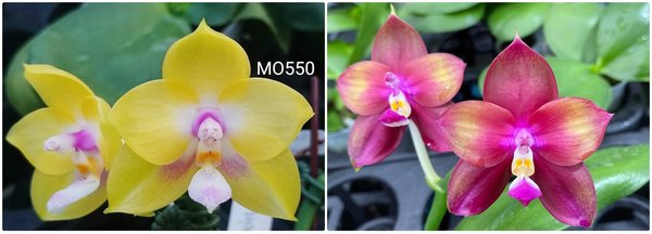 Phal. Mituo Gelb Eagle 'Oriole' x  P. Mituo Love 'Rainbow-520' - AMM84