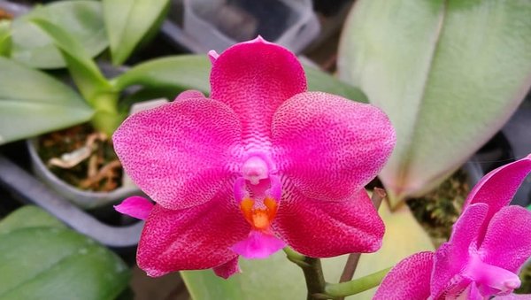Phal. Mahalo 'Carmela Orchids' FCC/AOS