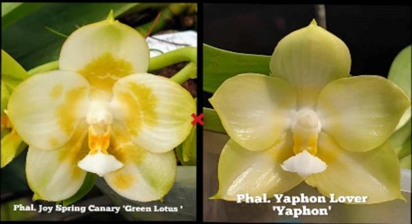 Phal. Spring Canary 'Green Lotus' x  Phal. Yaphon Lover 'Yaphon'