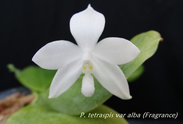 Phal. tetraspis var. alba