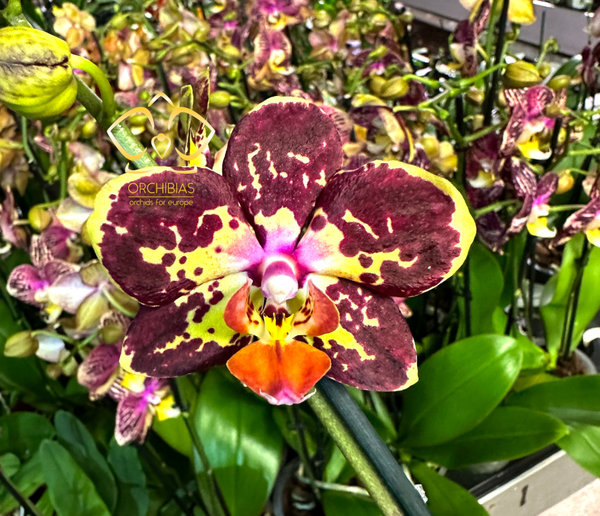 Phal. Special #07