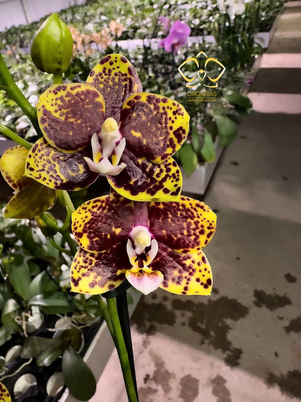 Phal. Special #15