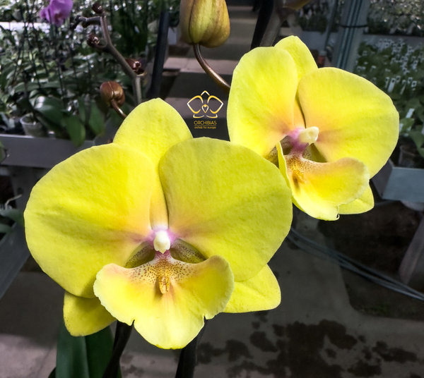 Phal. Special #17